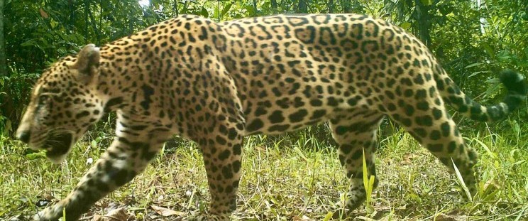 Onça pintada (Panthera onca), Crédito: ICMBio