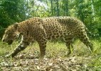 Onça pintada (Panthera onca), Crédito: ICMBio